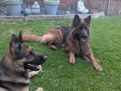 Chilled Dogs