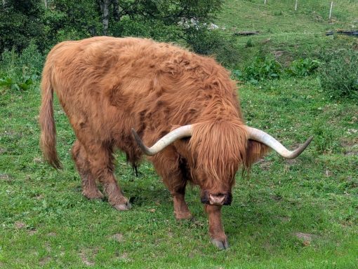 Highland Coo
