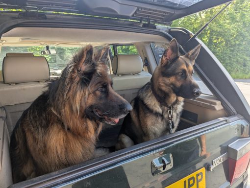 Josie&Dexter