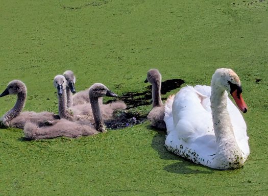 Swans on Canal near Freckleton