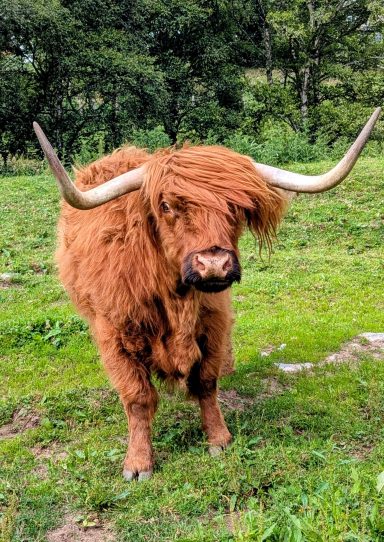 Highland Coo