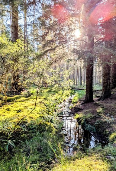 Culloden Forest
